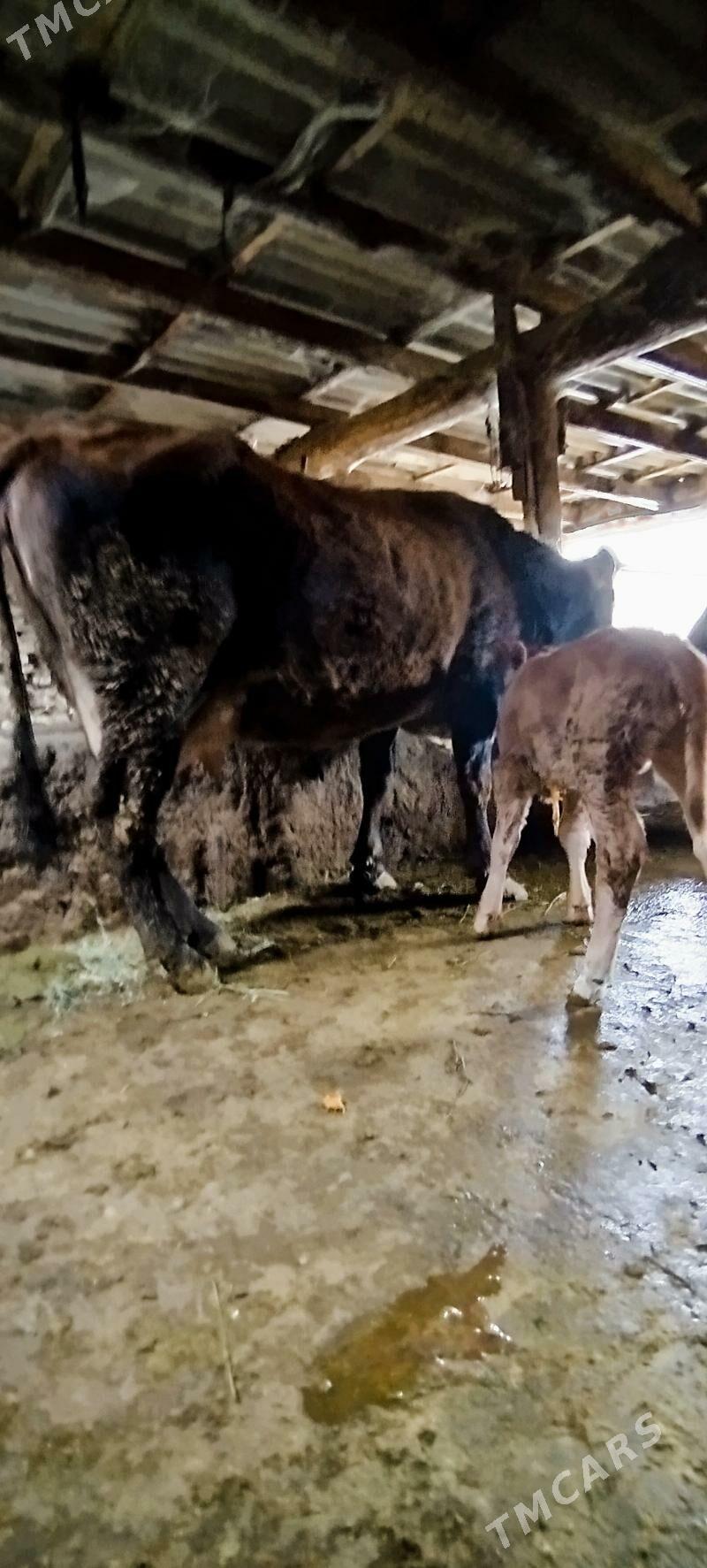 1 Guzlan Gölely sygyr - Бахарден - img 1