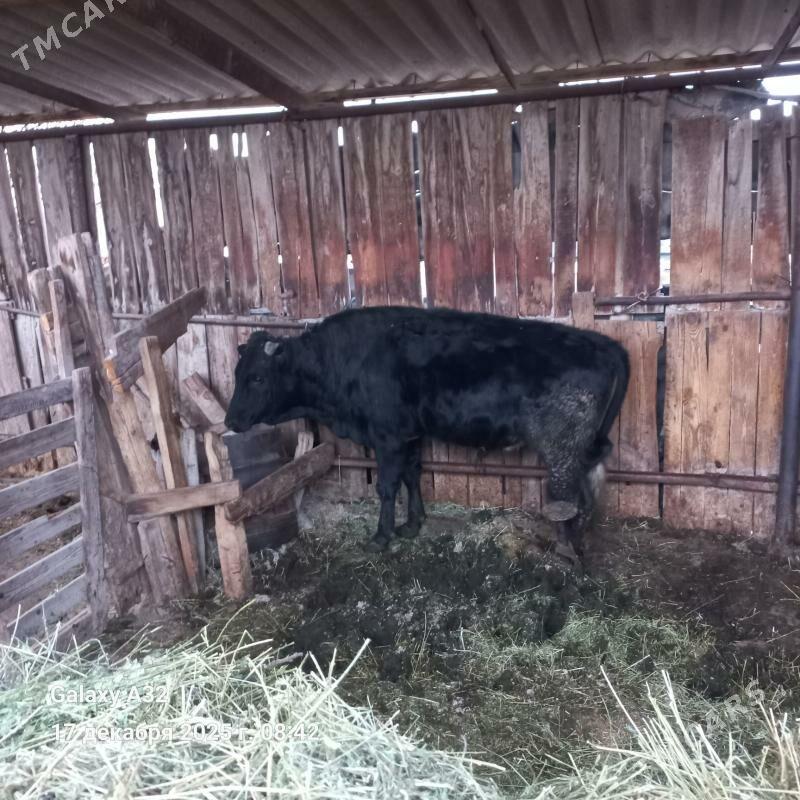 okuz - Сакарчага - img 1