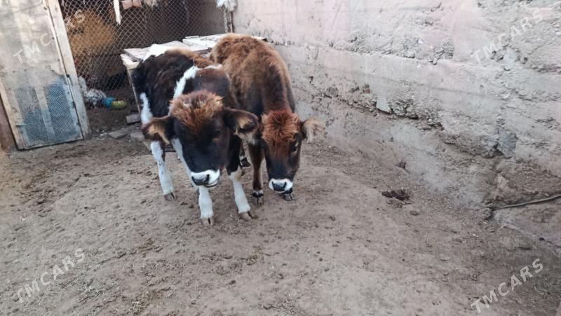 Göleler - Балканабат - img 1