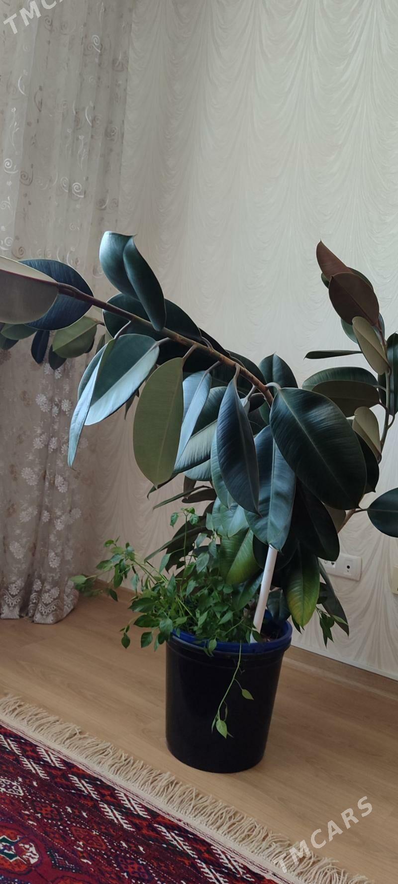 Фикус"Черный принц". - Köşi - img 1