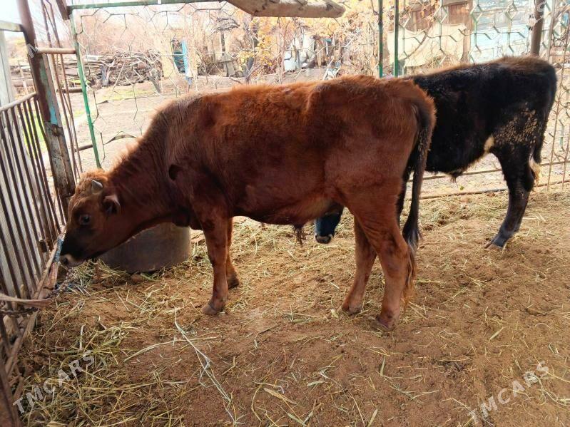 Okuzler - Mary - img 1