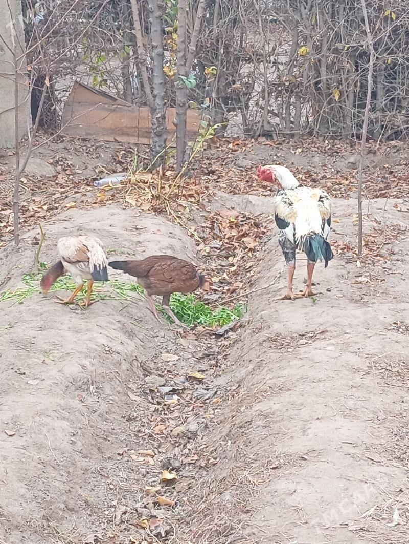 хораз маки - Туркменабат - img 1