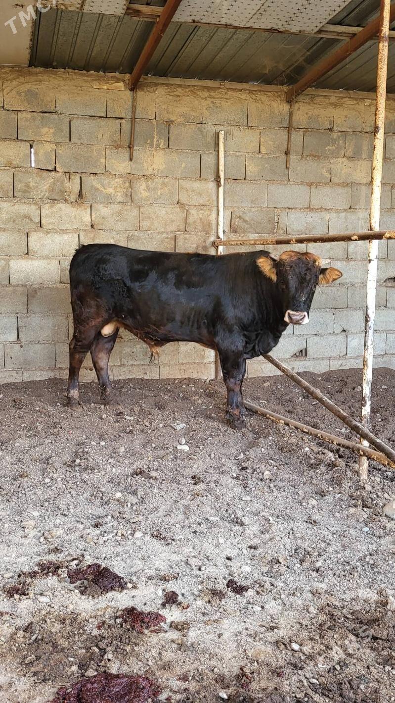 Ökiz - Херрикгала - img 1