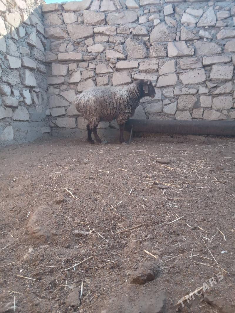 owech - Гумдаг - img 1