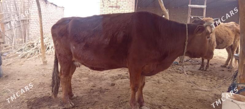 Sygyr - Babadaýhan - img 1