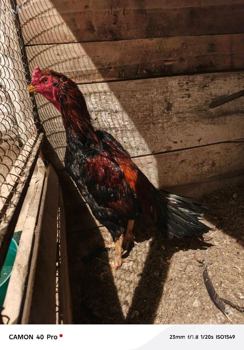 Taskent - Бахарден - img 1