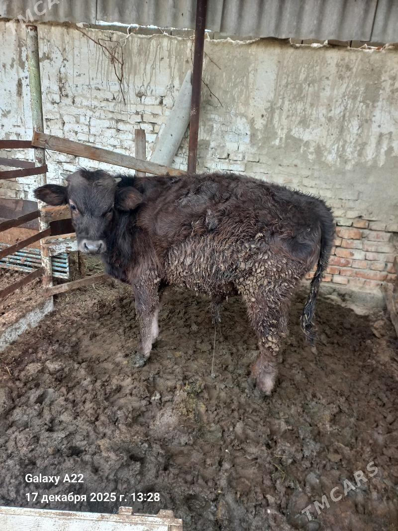 okuz 3 sany - Bäherden - img 1