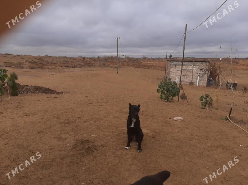 Arenda ferma yer - Ruhabat (90-njy razýezd) - img 1