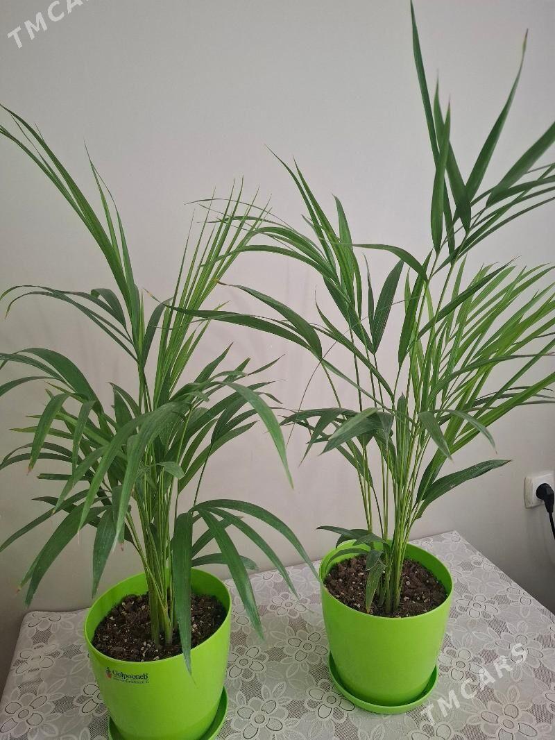 gul комнатные растения - Parahat 2 - img 1