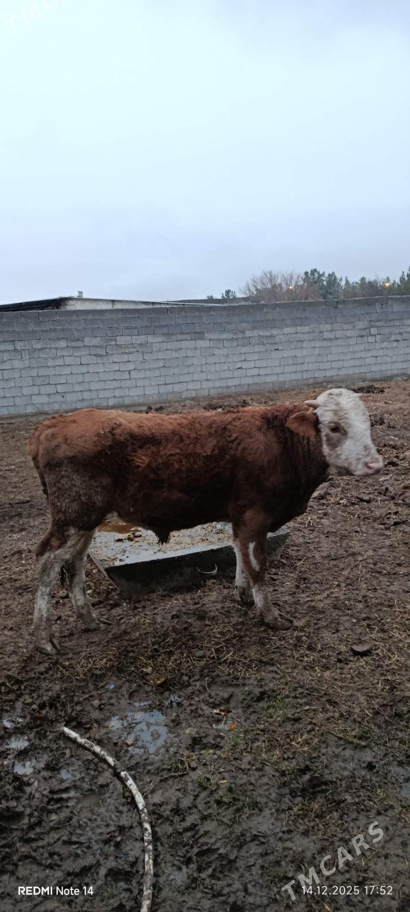 semental okuz - Ашхабад - img 1