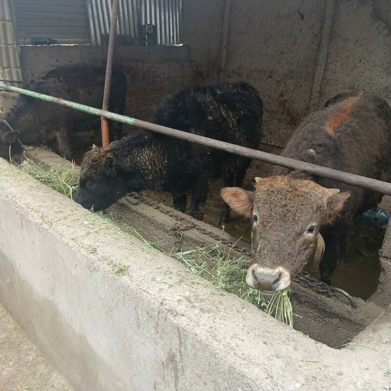 okuz - Ашхабад - img 1