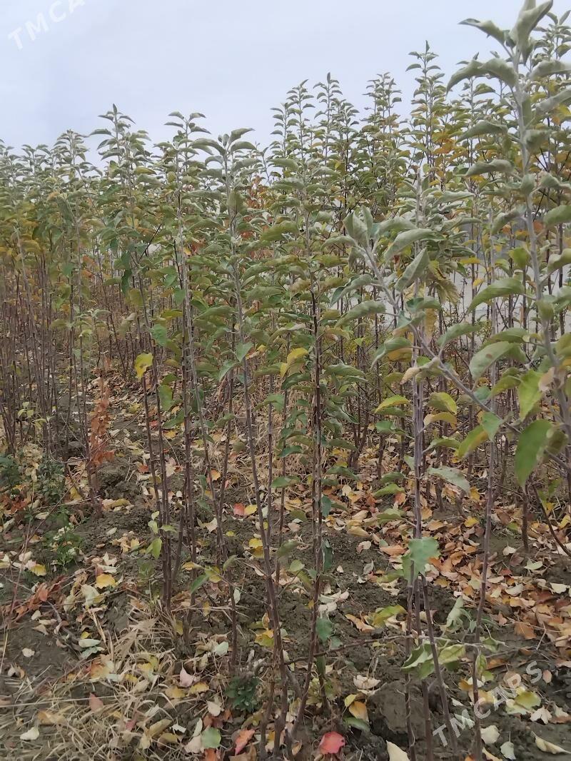 alma nahal sitil - Gökdepe - img 1