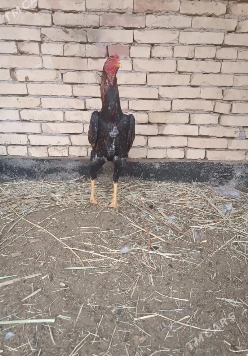 HORAZLAR - Туркменабат - img 1