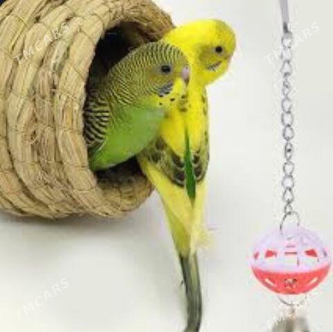 Taze yla sowgatlyk guslar - Aşgabat - img 1