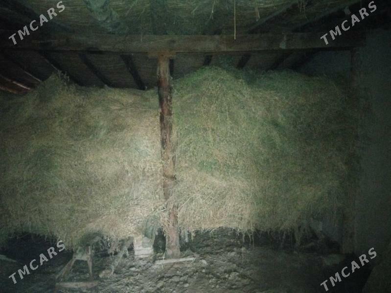 АРАСА БЕДЕ - Dänew - img 1