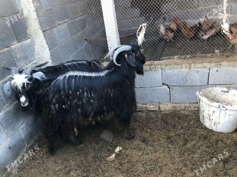 Çewiş - Bäherden - img 1