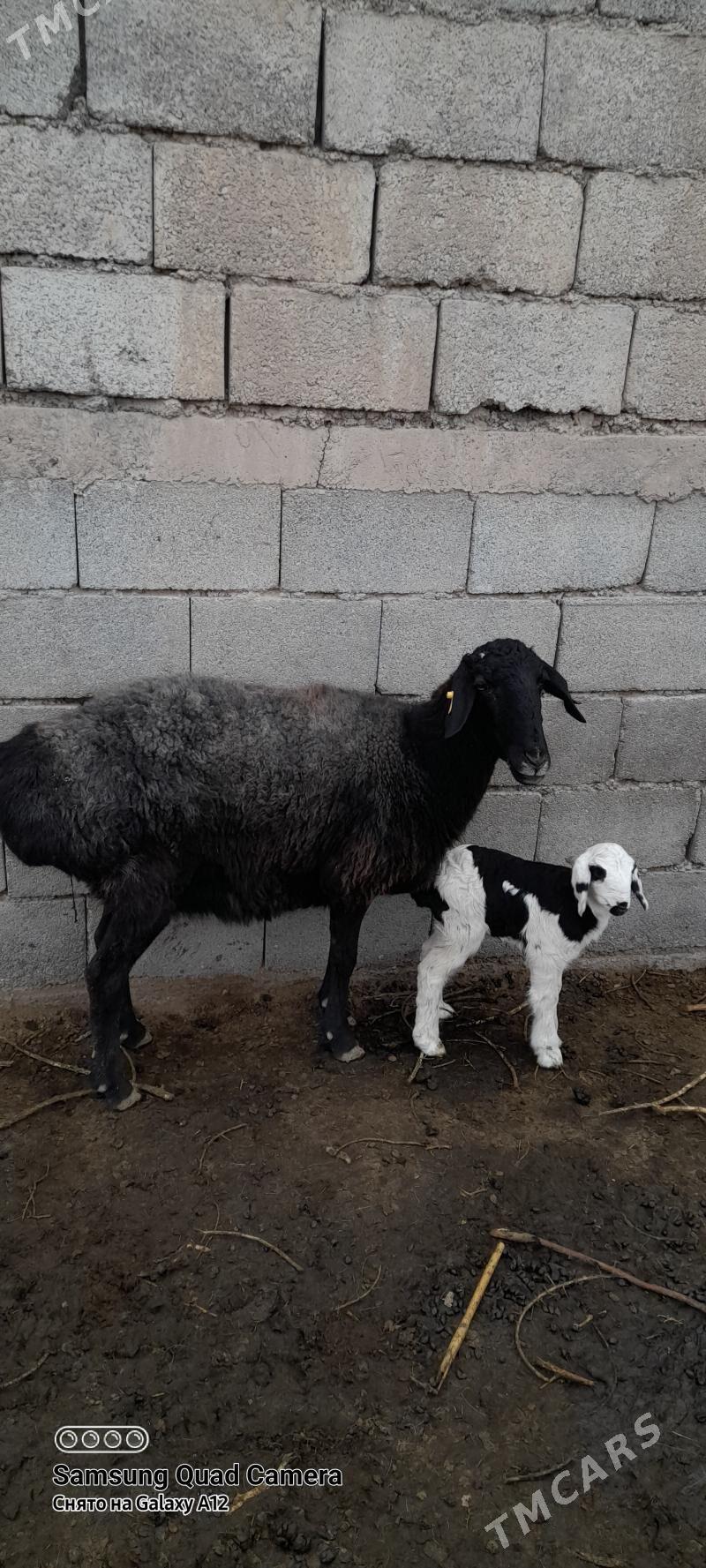 Gisar guzuly goŷun - Ак-Бугдайский этрап - img 1