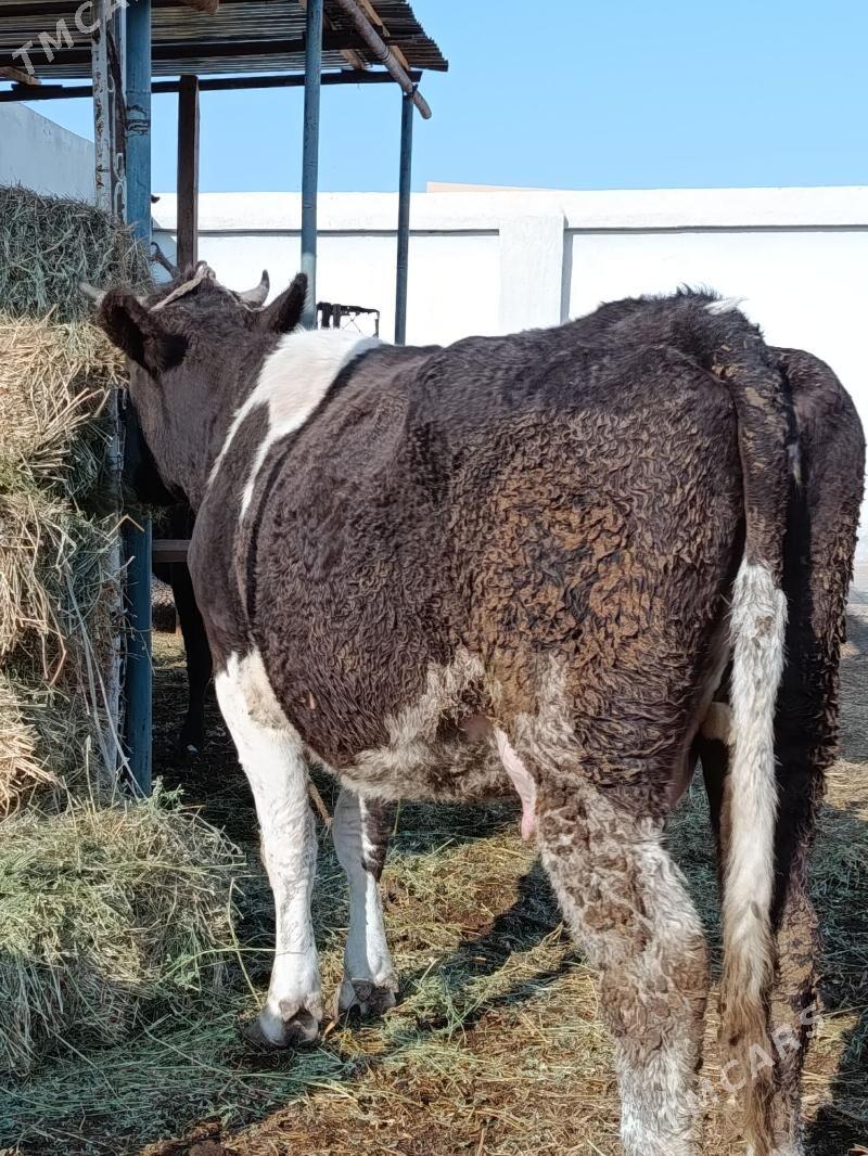 yetik bogaz - Туркменабат - img 1