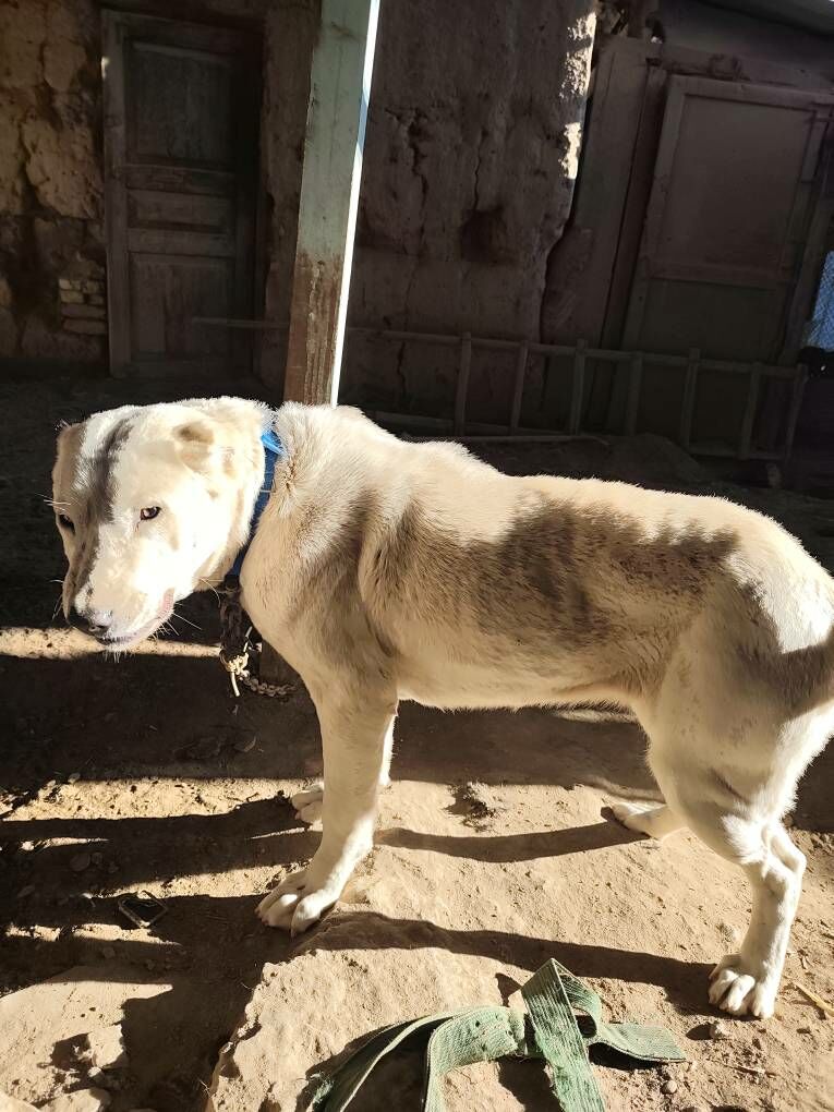 Turkemn it - Дашогуз - img 1