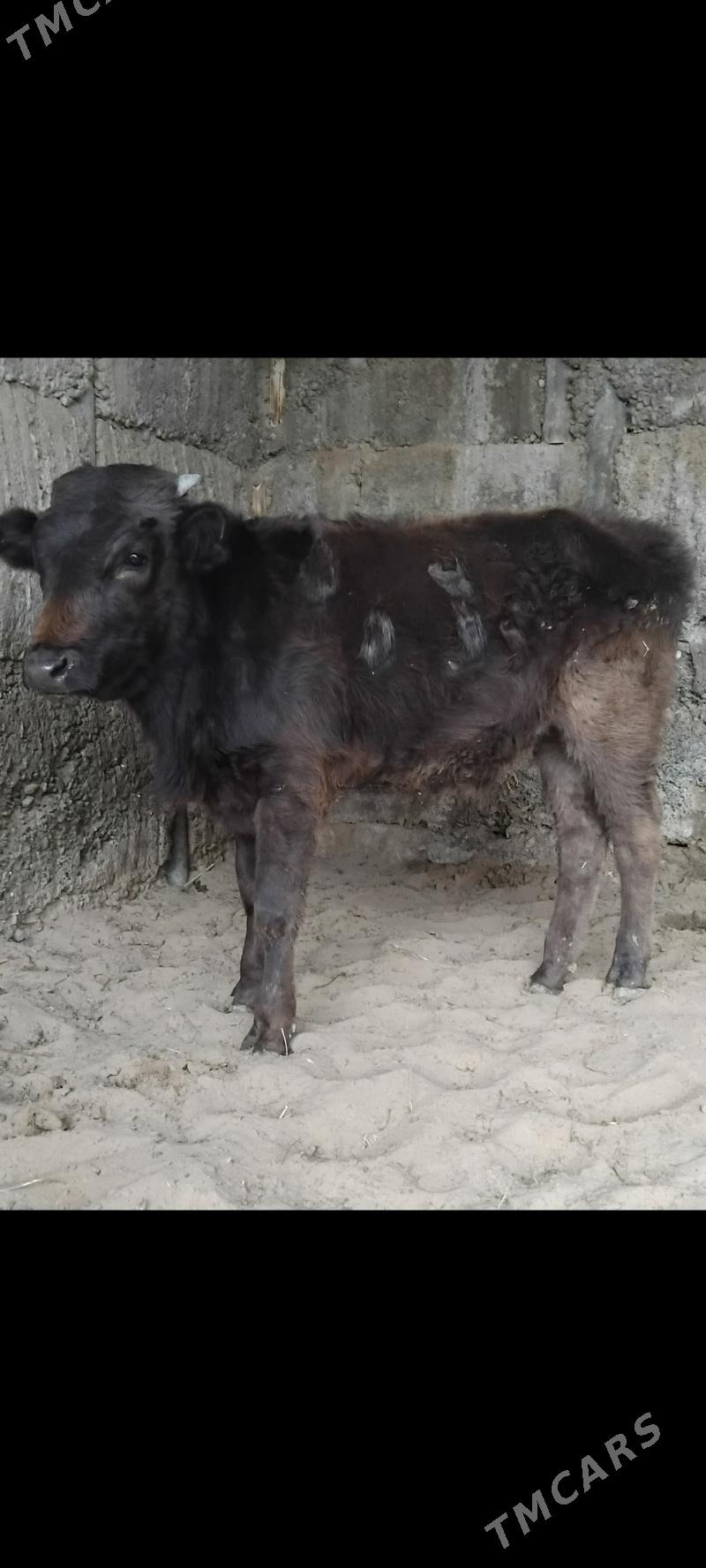 ŞWES . OKUZLER - Бузмеин - img 1