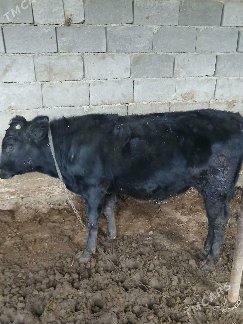 öküz ṣiwes - Bäherden - img 1