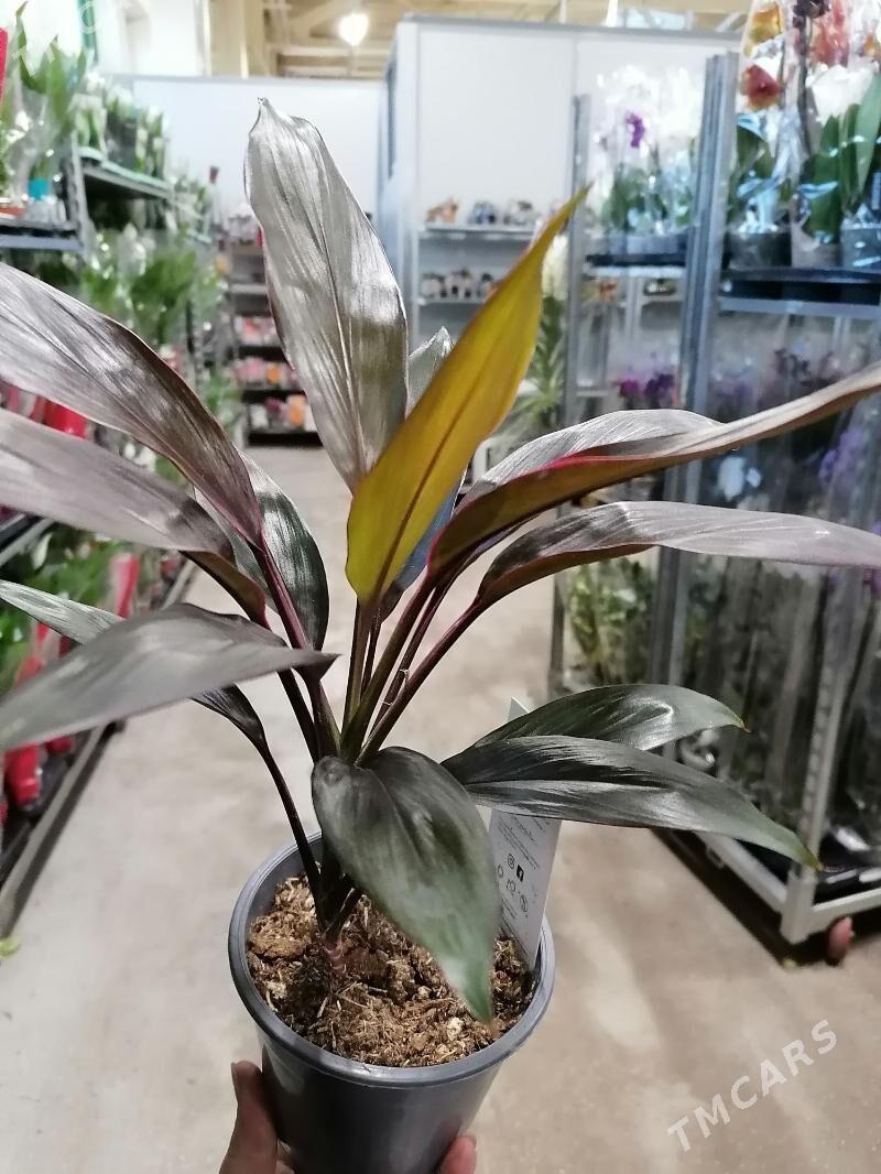 Кордилина - Aşgabat - img 1