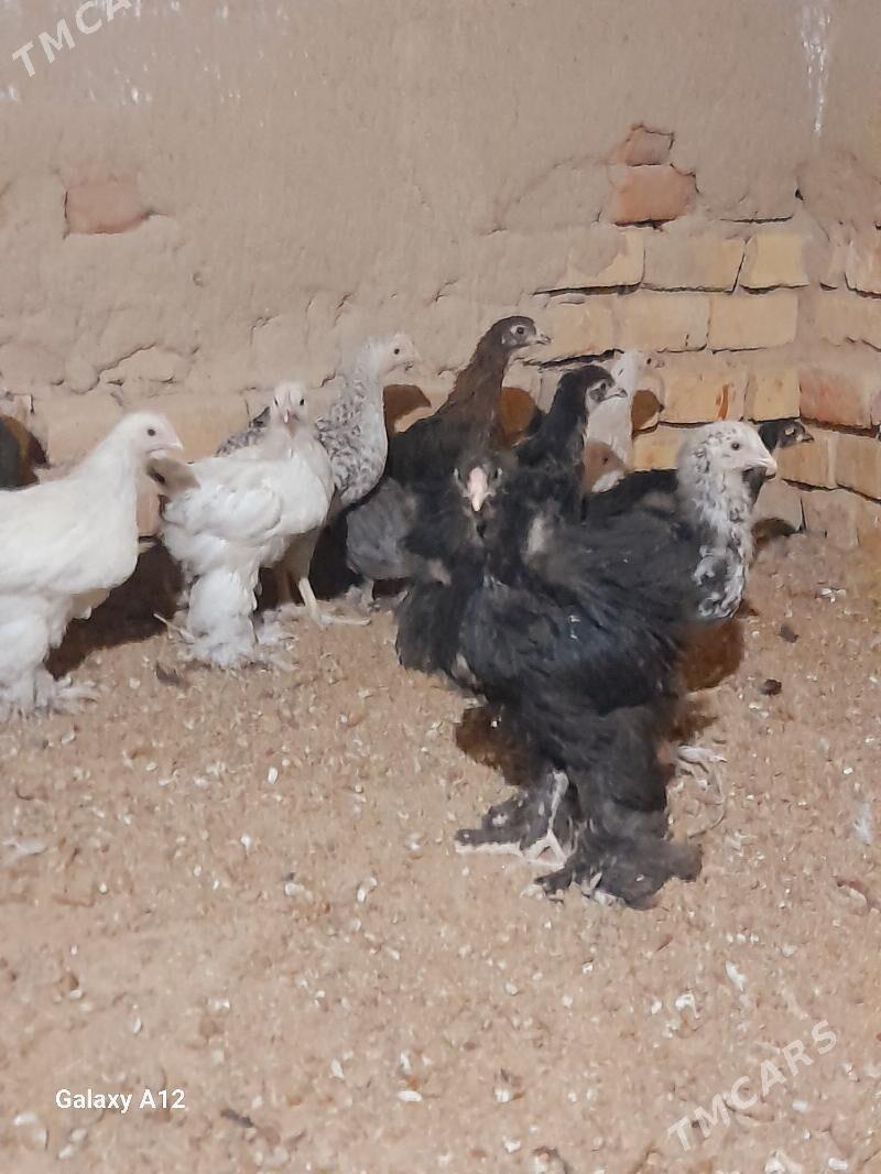 Byrama Gigant - Векильбазар - img 1