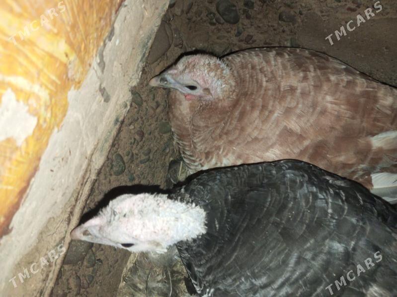 induk kuruk - Baýramaly - img 1