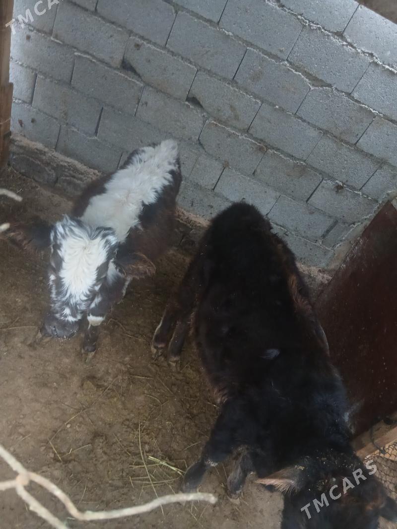 tuwe 2sany - Çoganly - img 1