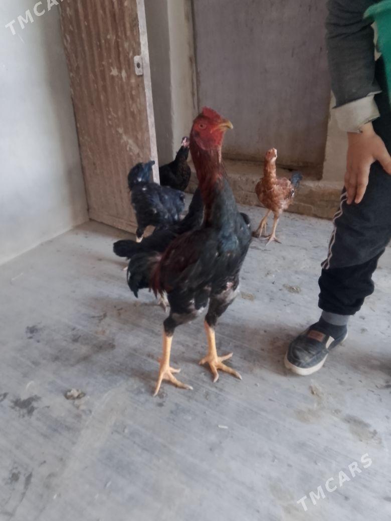 парода хораз - Şabat etr. - img 1