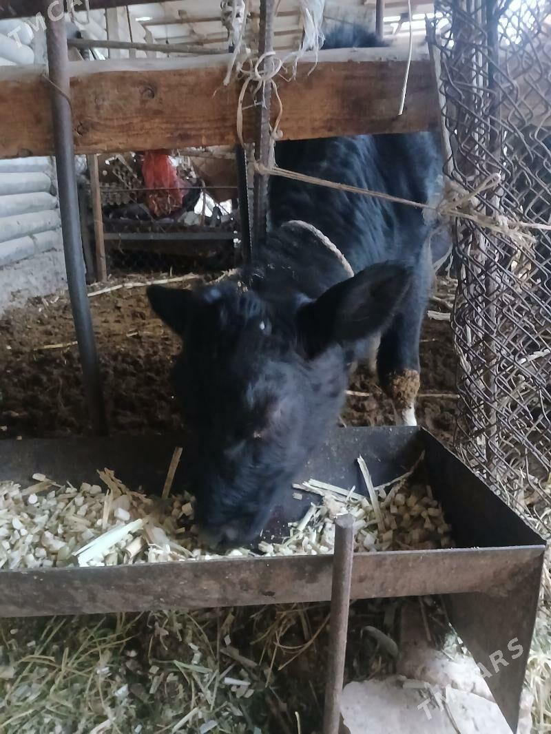 Gole tuwe - Büzmeýin - img 1