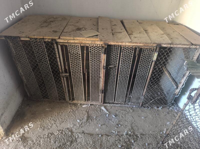 ketek - Кака - img 1