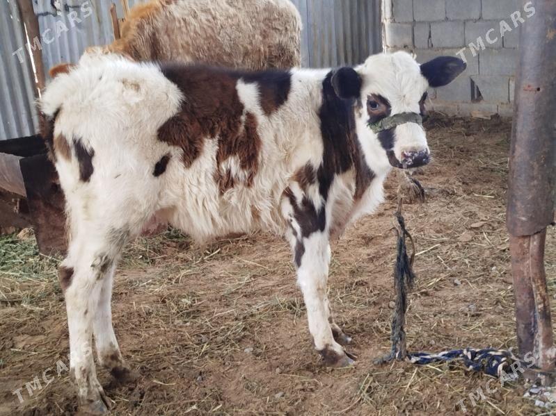 goleli sygyr - Aşgabat - img 1