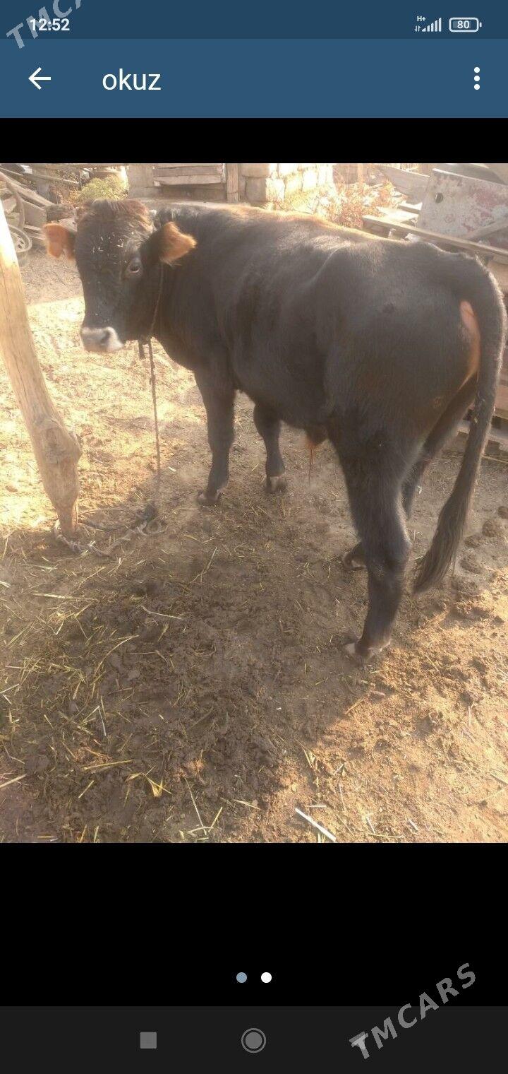 okuz - Gökdepe - img 1