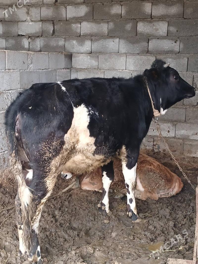 Gara Ala Tuwe - Ашхабад - img 1