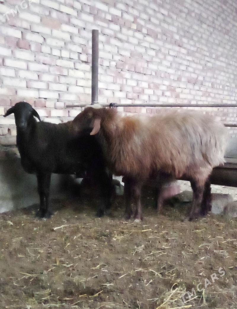 Gissar Goýunlar Semiz 2 sanak - Гёкдепе - img 1
