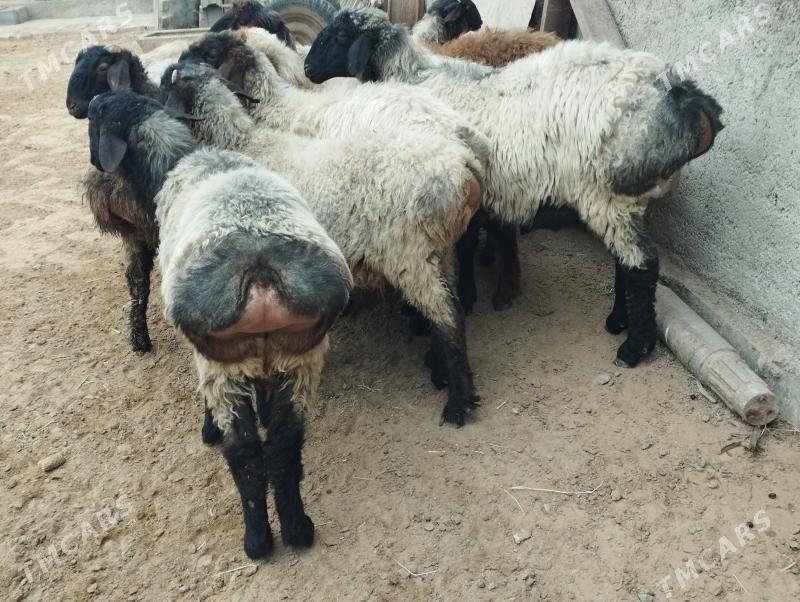 Işşek - Анев - img 1