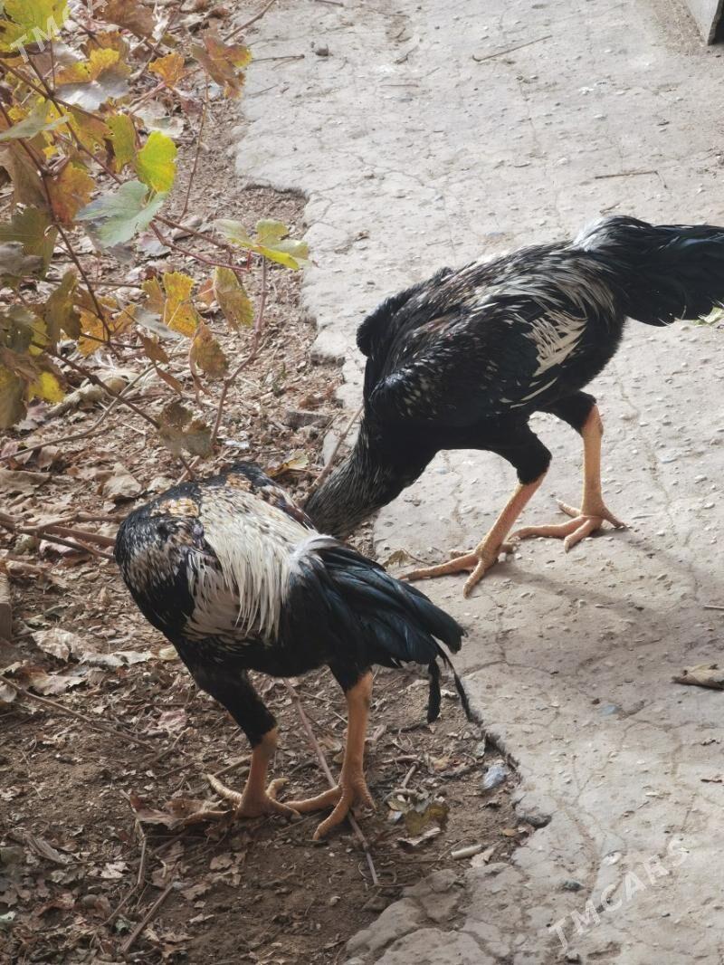 Baysok - Чарджоу - img 1