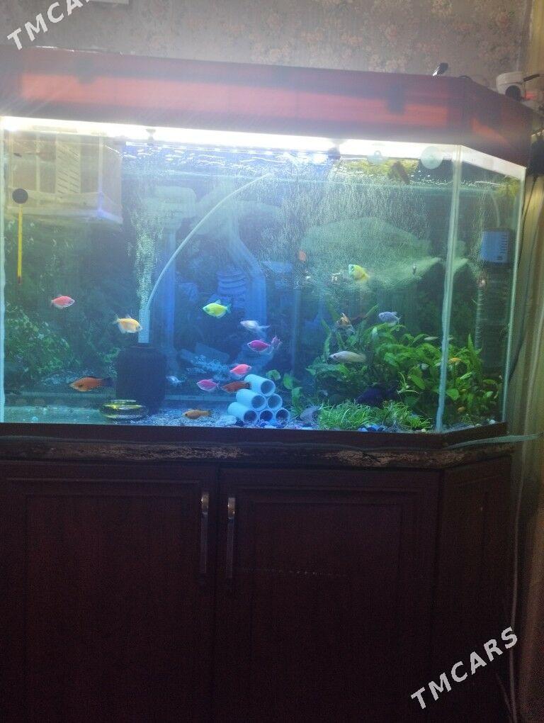 Аквариум с рыбками - Büzmeýin GRES - img 1