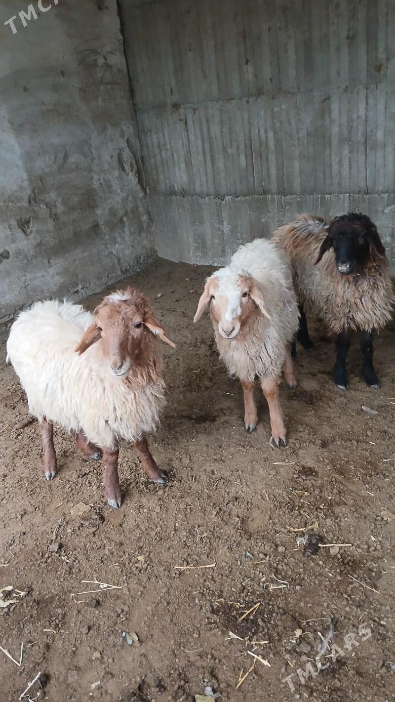 Tokly - Гёкдепе - img 1