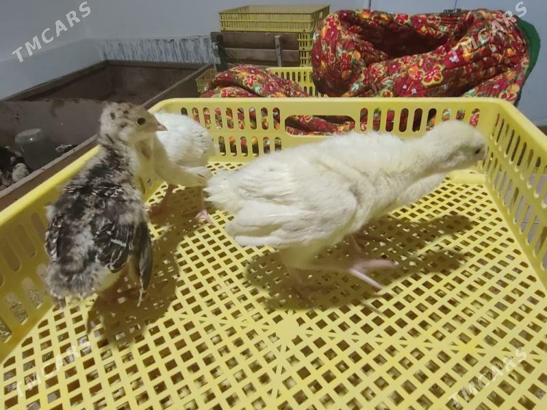 induk jüyje - Чарджоу - img 1