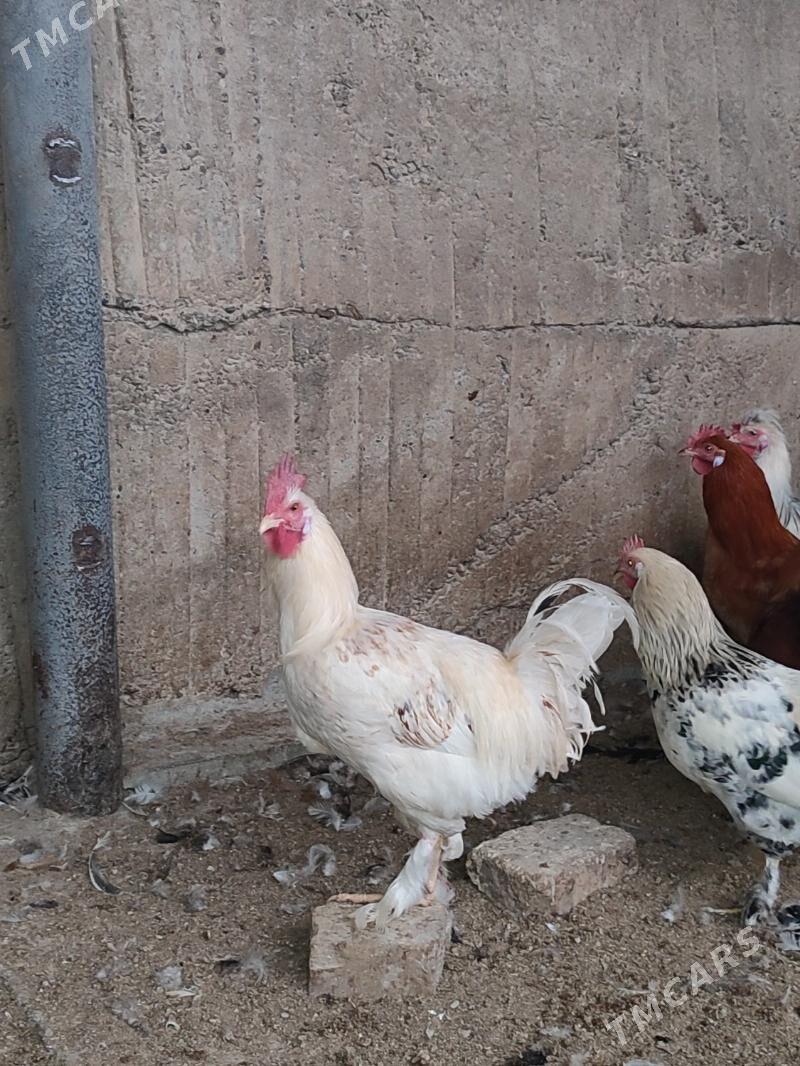 horaz - Aşgabat - img 1