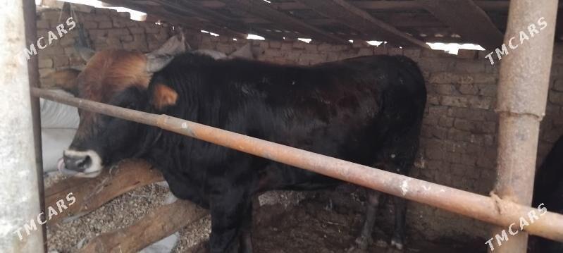 öküz - Babadaýhan - img 1