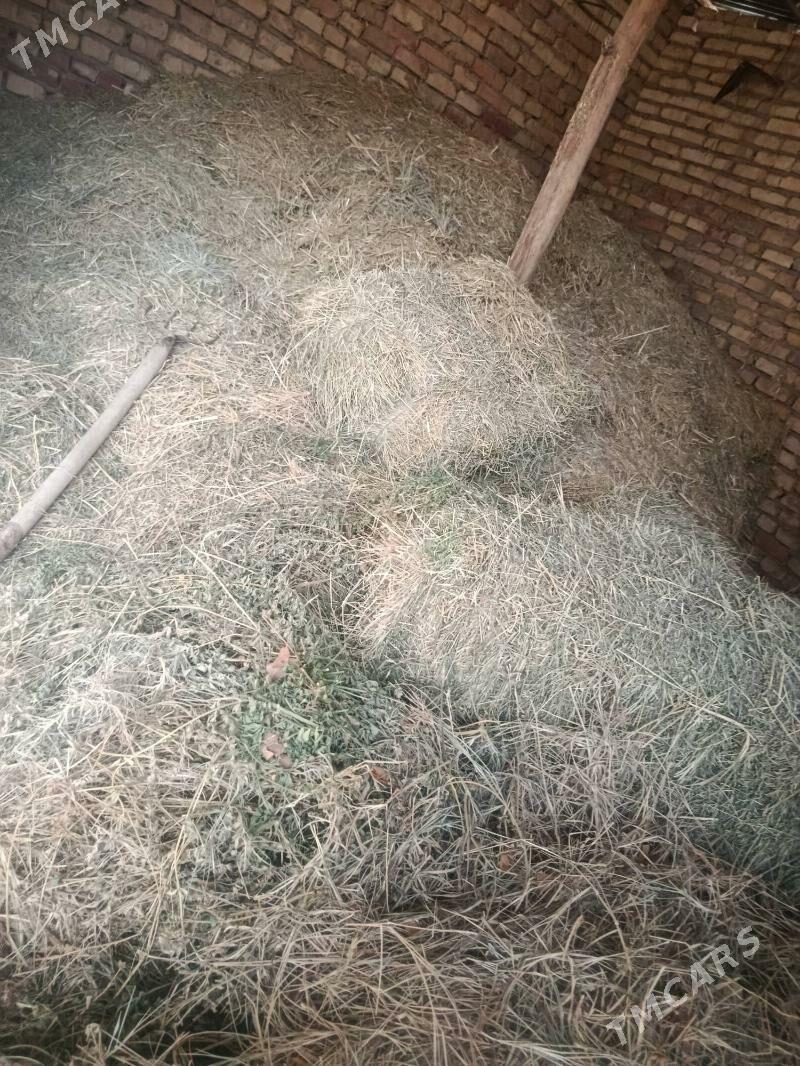 ot - Sakarçäge - img 1