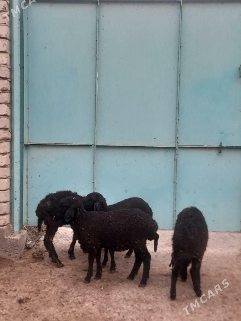 berre tokly - Garadamak Şor - img 1