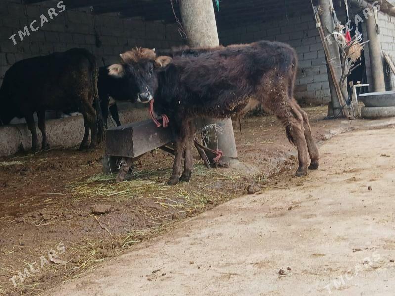 okuz - Бахарден - img 1