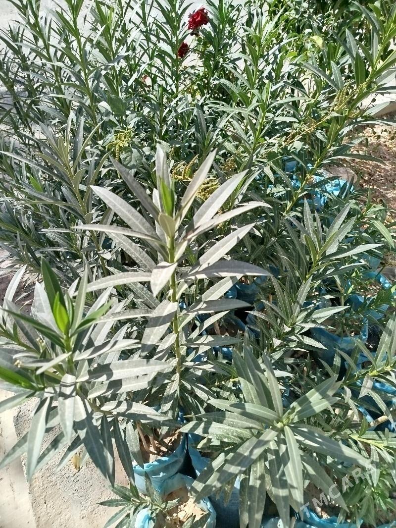 baglar - Ашхабад - img 1