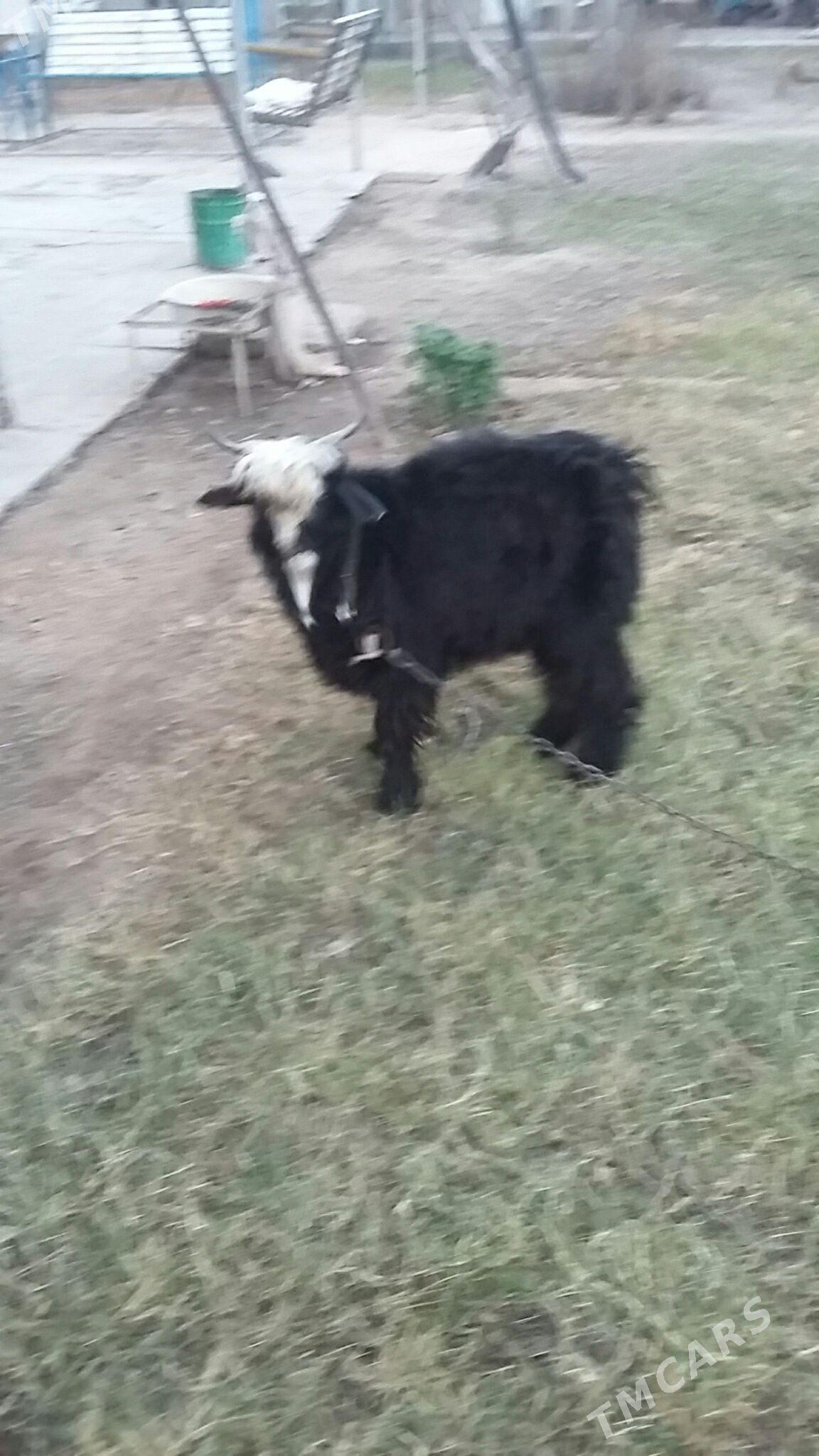 yaş teke - Büzmeýin - img 1