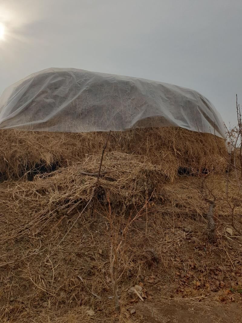 mal üçin yorunja ot - Çärjew - img 1