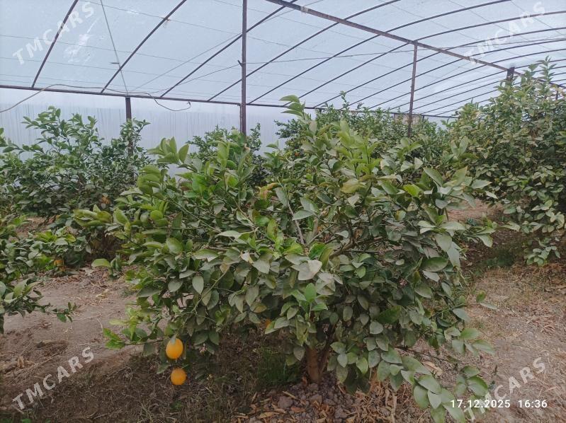 Teplisa, parnik - Baýramaly - img 1